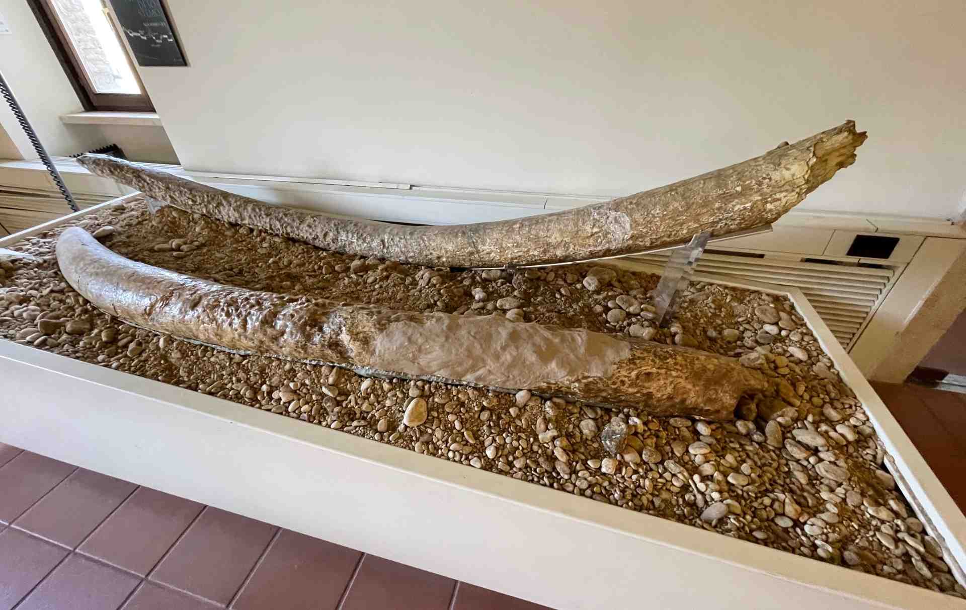 Le difese di un elephan antiquus rinvenute nei pressi di Taizzano e oggi nella sezione archeologica del museo in Palazzo Eroli a Narni