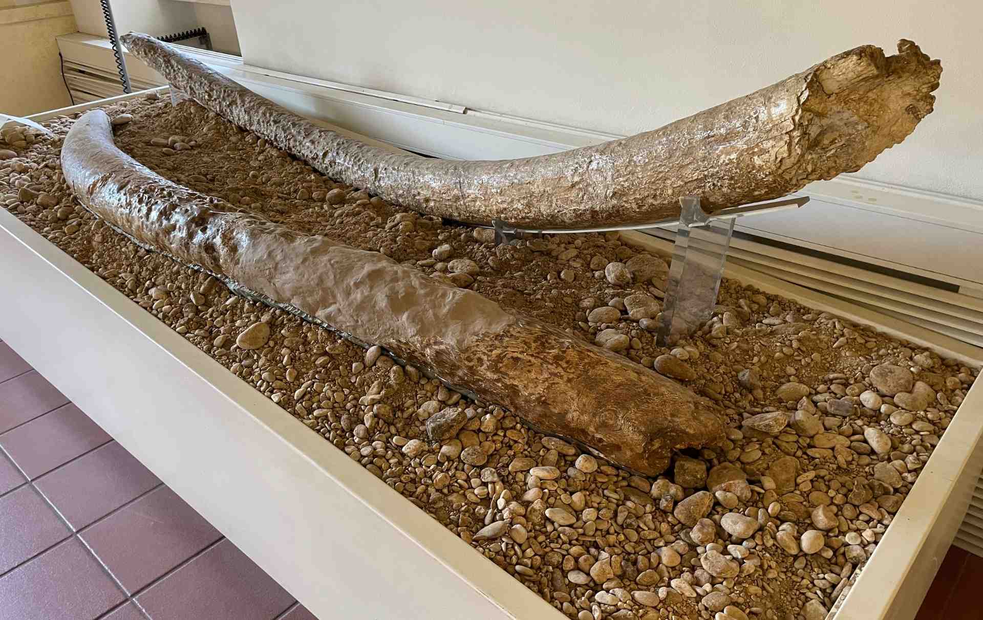 Zanne (Difese) dell'Elephans Antiquus trovate nei pressi di Taizzano e oggi al museo di Palazzo Eroli